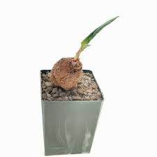 Image result for Oxygonum