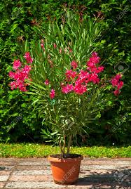Check spelling or type a new query. Schoner Oleander Im Garten Lizenzfreie Fotos Bilder Und Stock Fotografie Image 75062008
