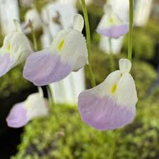 Image result for Utricularia tortilis