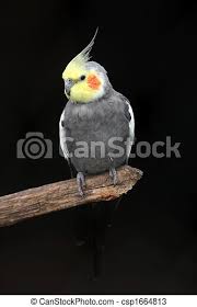 Maybe you would like to learn more about one of these? Cockatiel Bird Grey Cockatiel Bird With Yellow Face And Orange Cheek Patch Canstock