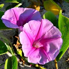 Image result for Ipomoea pes-caprae