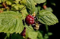 Image result for Rubus runssorensis