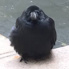 Corvid Pet Birds Cute Birds Cute Animals