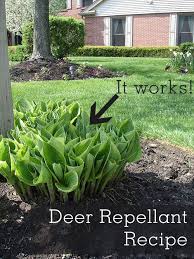 So far, users rated this new product poorly. Homemade Deer Repellent Spray Deer Resistant Garden Homemade Deer Repellant Plants