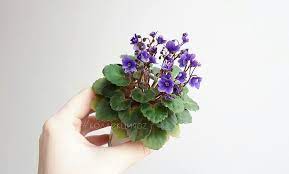 Maybe you would like to learn more about one of these? African Violet Purple Plants Flowering Plants Purple Plants Plants In Bloom Blooming Plants Small Pots Baby Plants Baby Plants Pot Baby Plants Houseplant Mini P