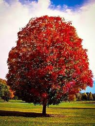 Maple Tree Diseases Common Problems With Maples The Tree