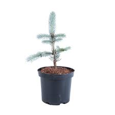 Www brazi arginti pentru spati verzi; Brad Argintiu Altoit Picea Pungens Hoopsii 30 40 Cm Cea Mai Intensa Nuanta De Argintiu Emag Ro