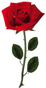 A Rose For Emily Red Rose Png Red Roses Rose