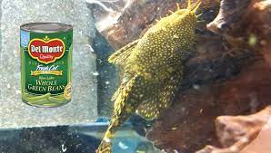 Feeding Green Beans To Bristlenose Plecos Bushynose Plecos Coolfish Network