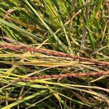 Image result for Ischaemum afrum