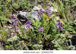 Image result for Polygala sphenoptera
