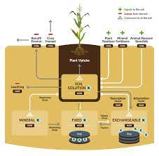 The Importance Of Potassium Fertilizer Crop Nutrition Ekonomics