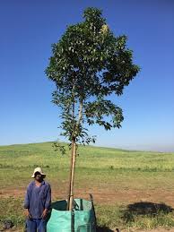 Image result for Nuxia floribunda