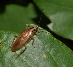 Indeed cockroaches are the number one pest pest technicians deal with. How To Identify Prevent And Control German Cockroaches