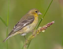 lesser goldfinch Robin Hoyland - Bolsa Chica Land