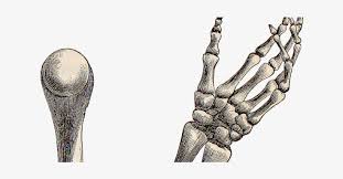 Indulge your curiosity and have a little fun with these stories about the weird and the wonderful. Skeleton Hand Png Skeleton Hand No Background Png Image Transparent Png Free Download On Seekpng