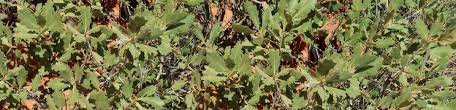 Check spelling or type a new query. Orthodox Intermediate And Recalcitrant Seed Center For Plant Conservation