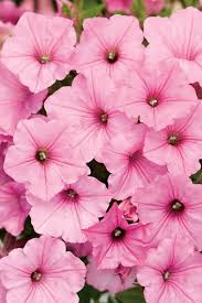 What flowers do hummingbirds like? Hummingbird Flowers The Best 24 Plants To Attract Hummingbirds Garden Design