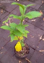 Image result for Strophanthus kombe