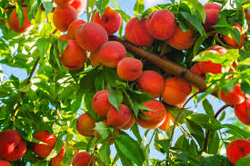 Freeze until solid, about 4 hours or overnight. How To Freeze Peaches Freezing Fresh Peaches Hgtv