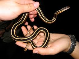 This black and yellow snake is native to southeast asia. Thamnophis Saurita Eastern Ribbonsnake Vermont Reptile And Amphibian Atlas