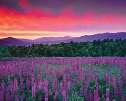 A purple train wreck phenotype unlocked when we crossed train wreck with the original blueberry muffin. Hd Purple Mountains Majesty Wallpapers Peakpx