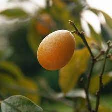 How to start fruit trees from seed. Local And Delicious 6 Delicious Central Florida Fruits Showcase Ocala