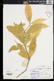 Image result for Andrachne ovalis