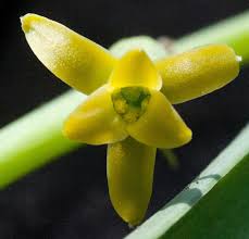 Image result for Dipcadi vaginatum