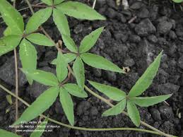 Image result for Merremia quinquefolia