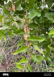 Image result for Tapinanthus