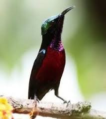 Burung trucukan, sebenarnya bukan jenis burung petarung sejati, dan sifat fighternya tersebut biasanya di pengaruhi oleh sifat teritorial dan juga di pengaruhi agar kualitas suara burung trucukan mampu. Download Suara Burung Kolibri Ninja Jernih Mp3 Pikat Dan Masteran