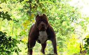 Hulk pitbull puppies, if also trained to be elite protection dogs, could fetch up to $55,000 per pup. Hulk Is The Biggest Pitbull In The World 15 Klyker Com