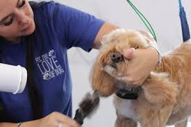 Dog Grooming In Christchurch - For The Love Of Dog Salon
