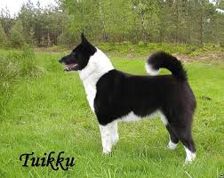 Image result for karelský medvědí pes