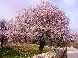 The sweet almond tree blooms with white flowers, while the bitter almond tree blooms in pale pink. Almond Trees Care Includes Interesting Videos Spain Info