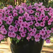 Petunia Easy Wave Bubblegum Annual Plants Thompson Morgan Annual Plants Petunias Flower Planters