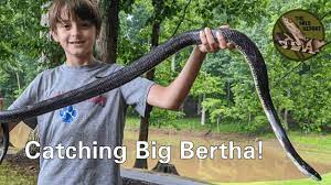 Canadian grey rat snakes are either endangered or threatened depending on the location. The Biggest Black Rat Snake I Ve Ever Caught Big Bertha Youtube