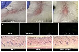You can get a herpes simplex virus from touching a herpes sore. Vaccines Free Full Text Assessment Of Two Novel Live Attenuated Vaccine Candidates For Herpes Simplex Virus 2 Hsv 2 In Guinea Pigs