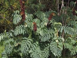 Image result for Melianthaceae