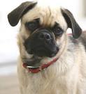 Amazon : RETRO PUG Pet Carrier for Small and Medium ...