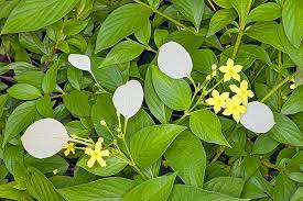 Image result for Mussaenda rivularis