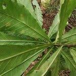 Image result for Anthocleista vogelii