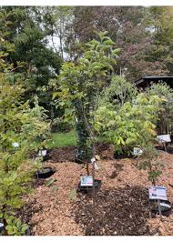 Image result for Prunus serotina