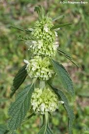 Image result for Leucas deflexa