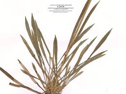 Image result for Viscum shirense