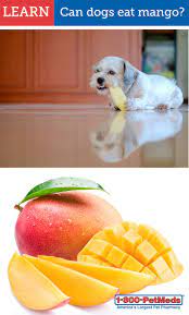 1800petmeds Can Dogs Eat Mango Dog Eating