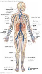 The cardiovascular system consists of the heart, blood vessels, and the approximately 5 liters of blood that the blood vessels transport. Major Veins Healthexercisetips Healthfoodtips Human Anatomy And Physiology Medical Anatomy Anatomy And Physiology