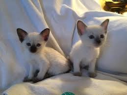 They are a light greyish color that when exposed to sunlight reflects a lilac or pink hue, hence it being referred to as lilac point. Reserved Chocolate And Lilac Point Male Siamese And Balinese Kittens In New Jersey Apple Heads Facebook