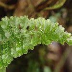 Image result for Trichomanes crispiforme